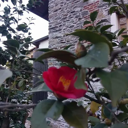 Daire Corte Delle Camelie Gambarogno