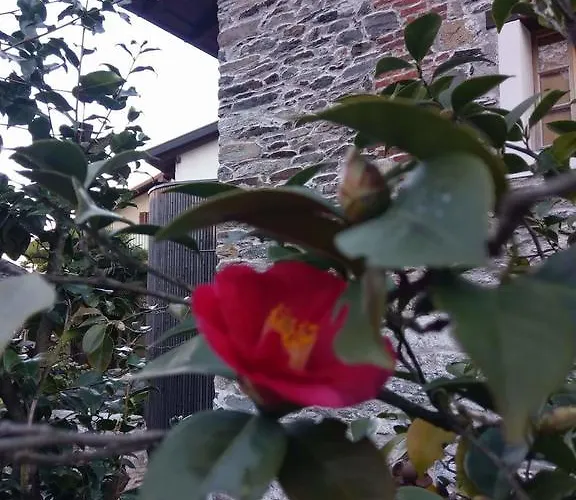 Lejlighed Corte Delle Camelie Gambarogno